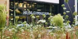 Pflanzen im Vordergrund, im Hintergrund Hilda-Gymnasium